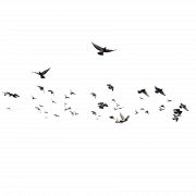 Flying Flock of Birds PNG File
