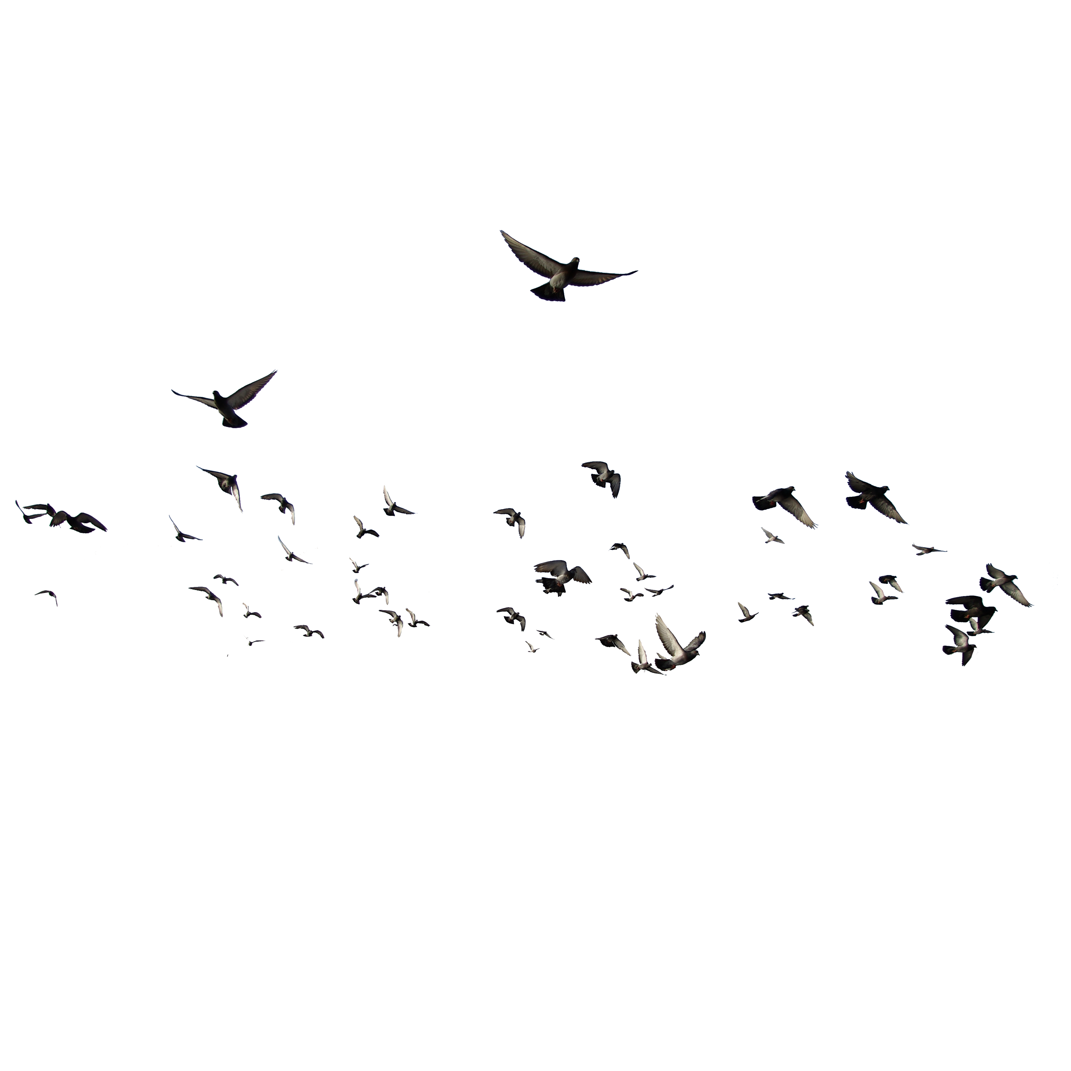 Flying Flock of Birds PNG File