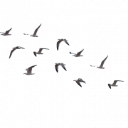 Rebanho voador de imagens PNG de pássaros