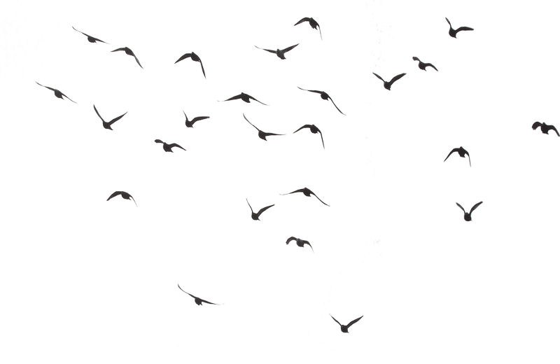 Flying Flock of Birds PNG Pic