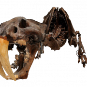 Fossils PNG Clipart