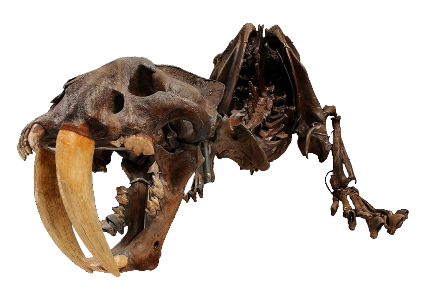 Fossils PNG Clipart