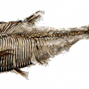 Fossils PNG Télécharger limage
