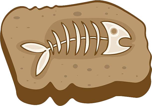 Fossils PNG File