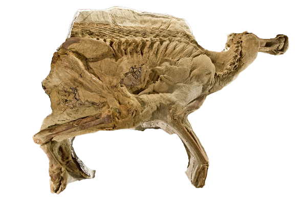 Fossils PNG HD Image