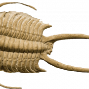 Fossils PNG Image File