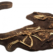 Fossils PNG Image HD