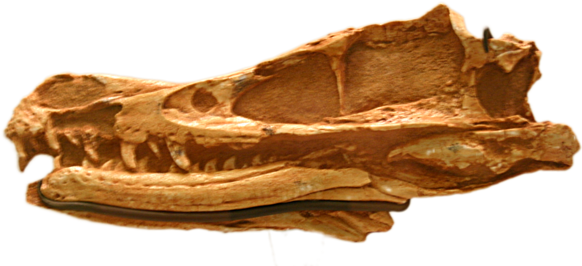 Fossils PNG Image