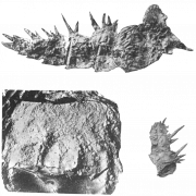Fossielen PNG -afbeeldingen