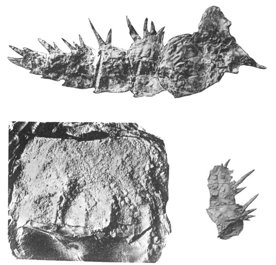 Fossils PNG Images