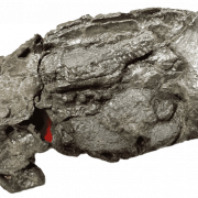 Foto PNG fossili