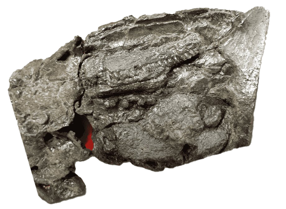 Fossils PNG Photo