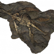 Fossils PNG Pic