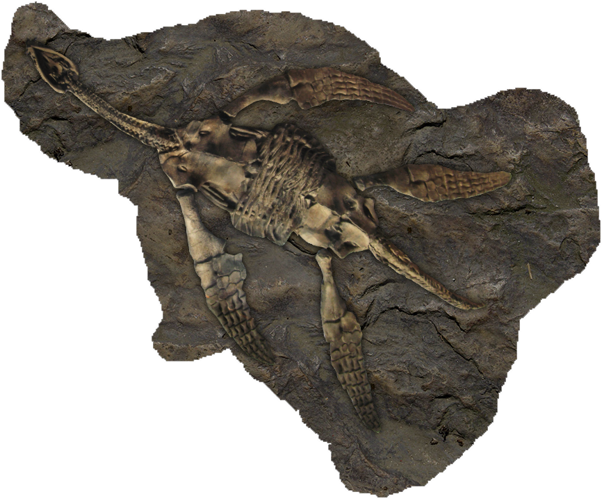 Fossils PNG Pic