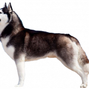 Clipart husky png adulto