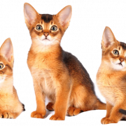 Kucing Golden Abyssinian
