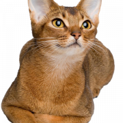 Золотая абиссинская кошка PNG Clipart