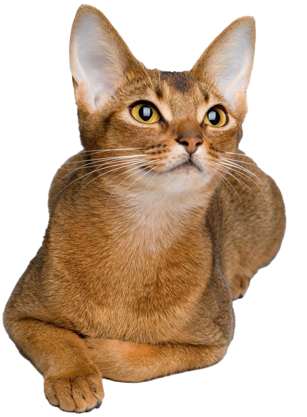 Golden Abyssinian Cat PNG Clipart