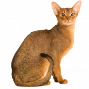 File PNG Золотой абиссинский кот