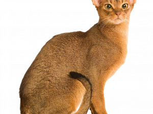 ملف Cat PNG الذهبي Abyssinian