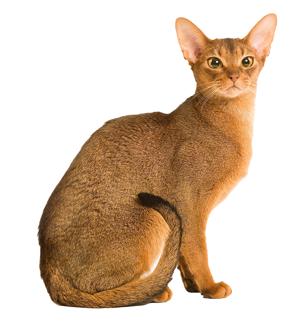 Golden Abyssinian Cat PNG File