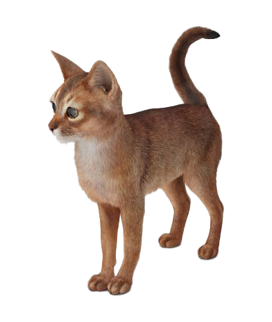Golden Abyssinian Cat PNG Free Download