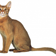 Золотая абиссинская кошка PNG Бесплатное изображение