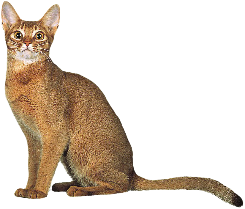 Golden Abyssinian Cat PNG Free Image