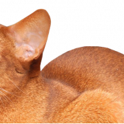 Golden Abyssinian Cat PNG Image