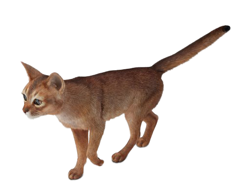 Золотая абиссинская кошачья картина PNG