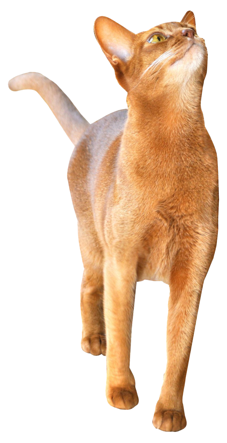 Золотая абиссинская кошка PNG