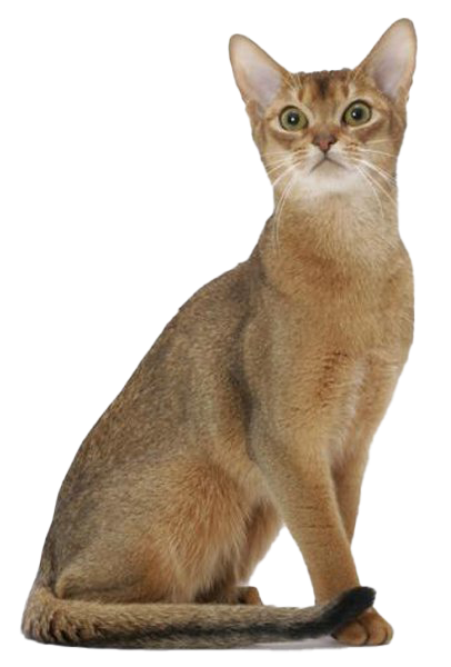 Golden Abyssinian Cat Transparent