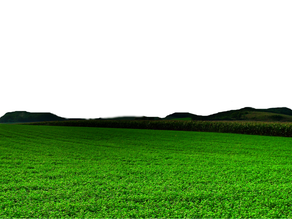 Gambar padang rumput padang rumput