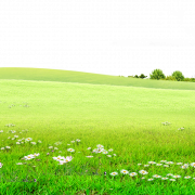 Foto padang rumput