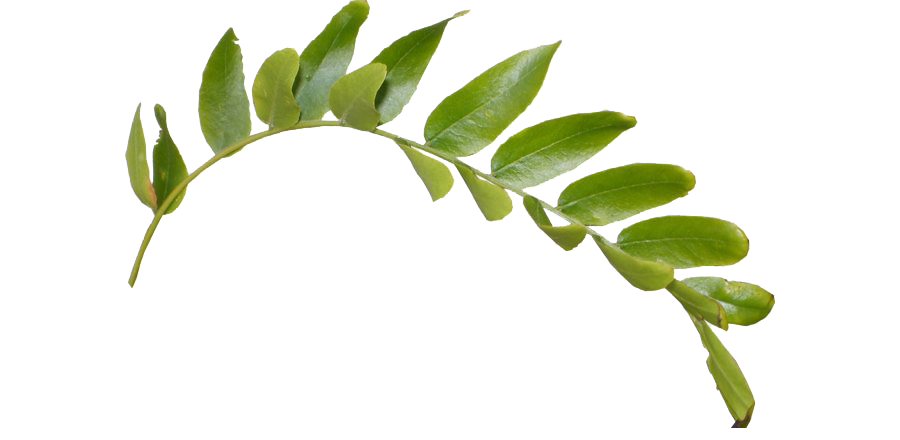 Green Leaf PNG Clipart