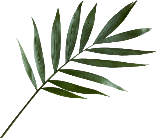 Green Leaf PNG Image