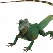 Файл зеленой ящерицы PNG