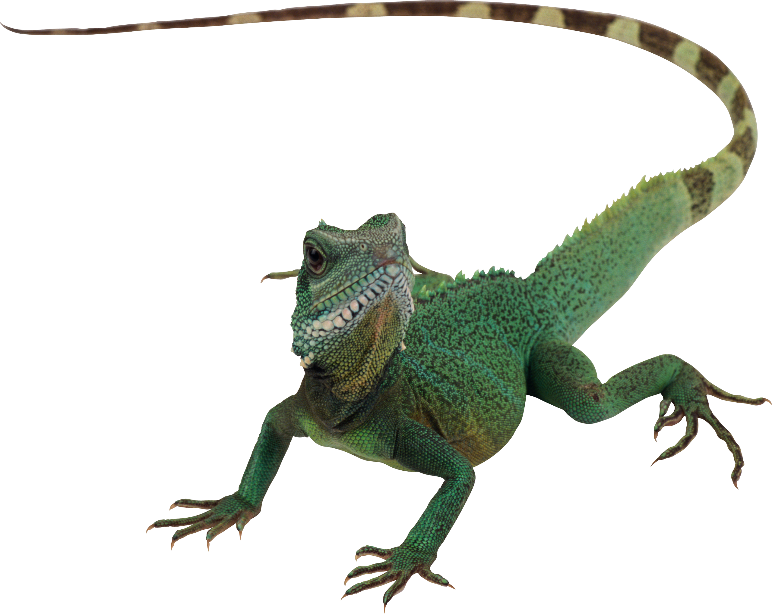 Green Lizard PNG File