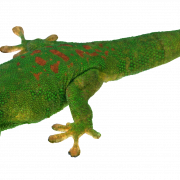 Unduh Green Lizard PNG Gratis