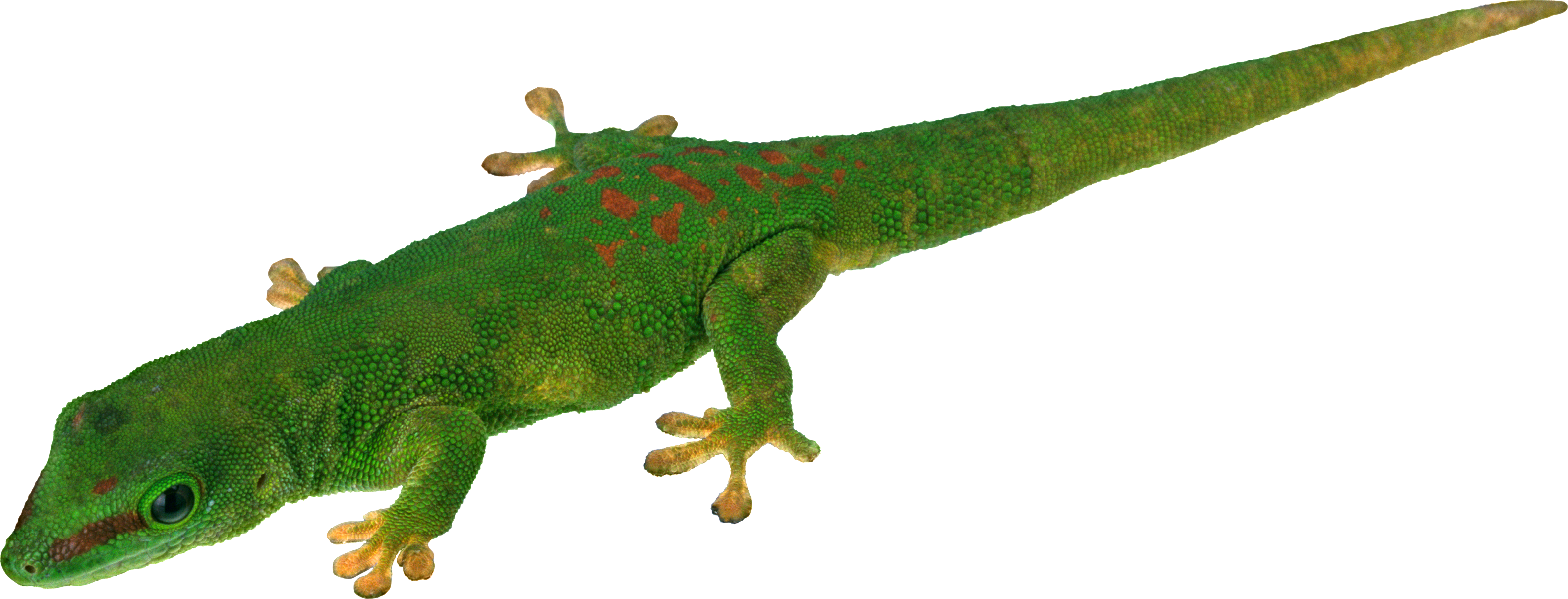 Green Lizard PNG Free Download