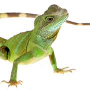 Зеленая ящерица PNG бесплатное изображение