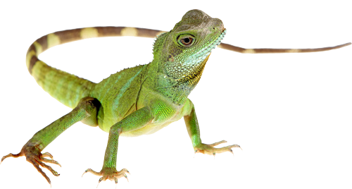 Green Lizard PNG Free Image
