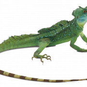 Green Lizard PNG Picture