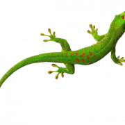 Green Lizard Transparent