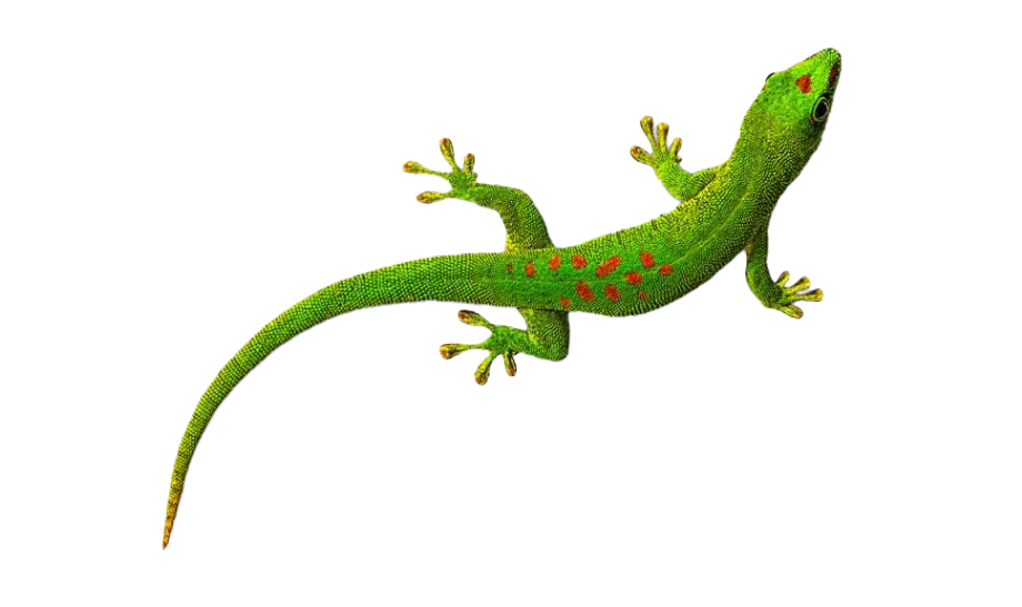 Green Lizard Transparent
