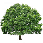 شجرة البلوط الخضراء PNG