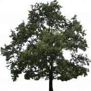 Green Oak Tree PNG Clipart