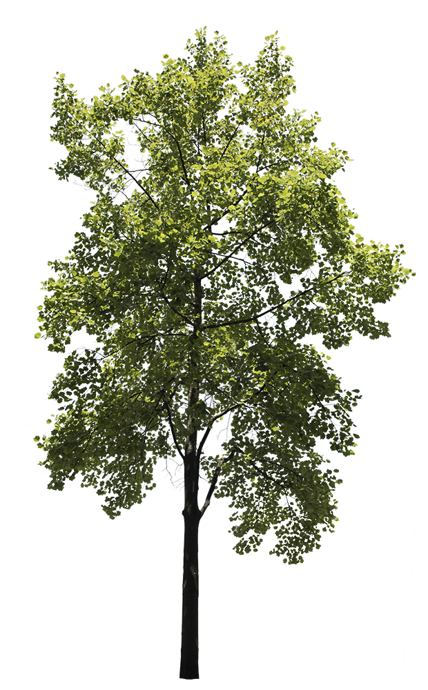 Green Oak Tree PNG Free Download