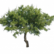 Green Oak Tree PNG Image