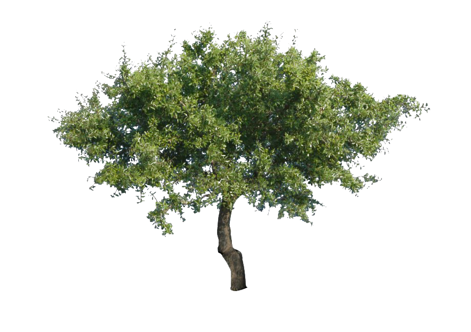 Green Oak Tree PNG Image